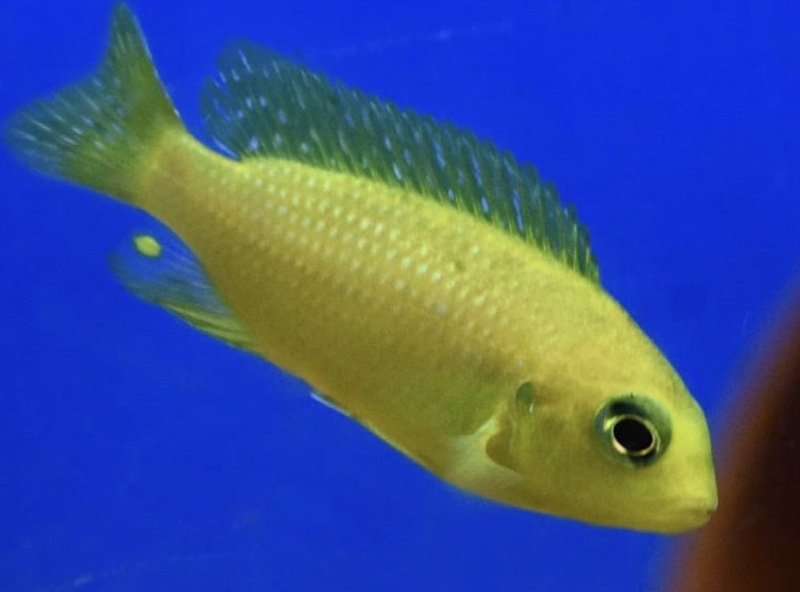 Tropheops macrophthalmus 'Chitande Island'